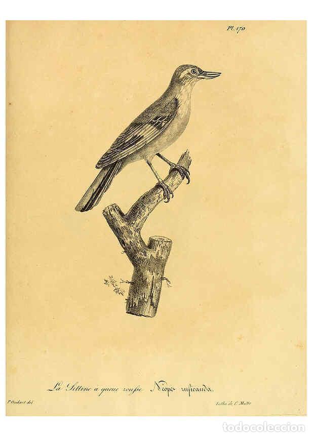 Collezionismo di Riviste e Giornali: Reproducci&oacute;n/Reproduction 6002507284: La galerie des oiseaux Paris :Carpentier-M&eacute;ricourt,1834 - Loui