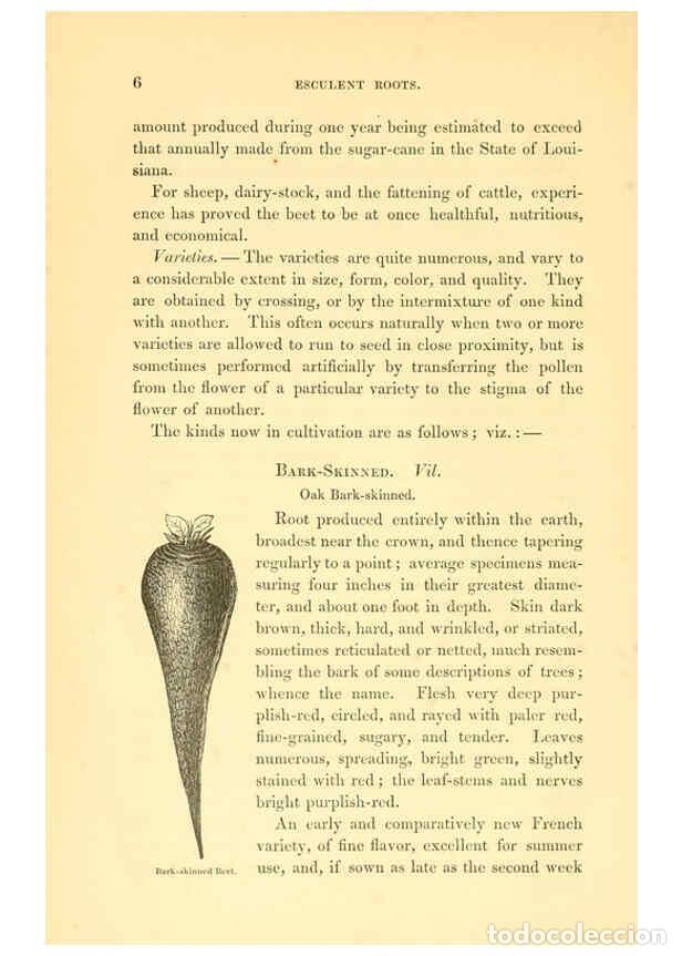 Collezionismo di Riviste e Giornali: Reproducci&oacute;n/Reproduction 6002631470: The field and garden vegetables of America Boston,Crosby and N