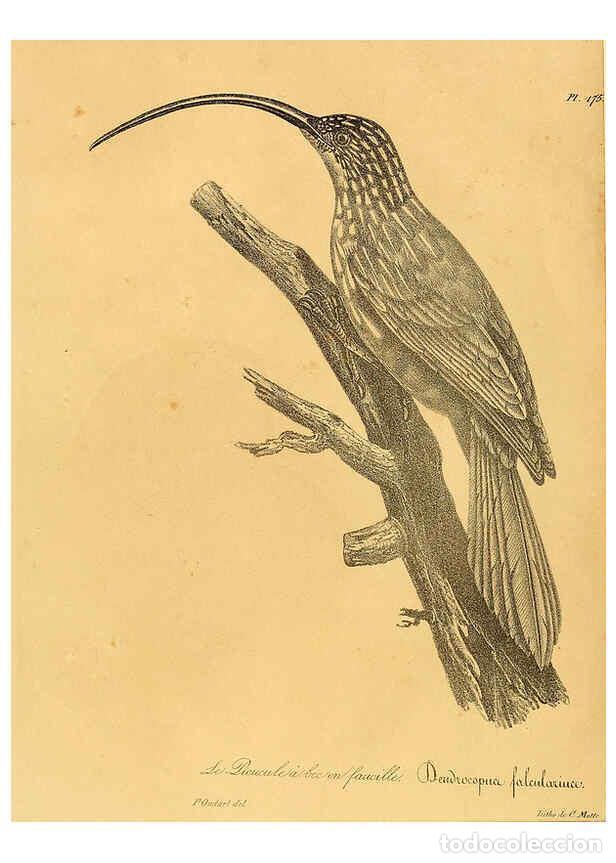 Collezionismo di Riviste e Giornali: Reproducci&oacute;n/Reproduction 6001961247: La galerie des oiseaux Paris :Carpentier-M&eacute;ricourt,1834 - Loui