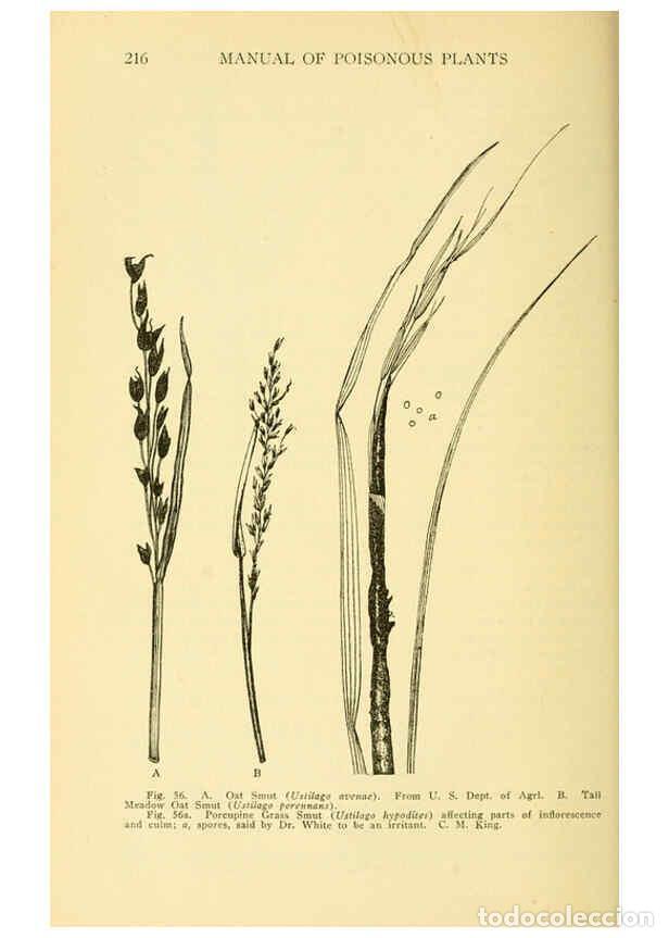 Collezionismo di Riviste e Giornali: Reproducci&oacute;n/Reproduction 6004760957: A manual of poisonous plants Cedar Rapids, Ia. :The Torch Pres