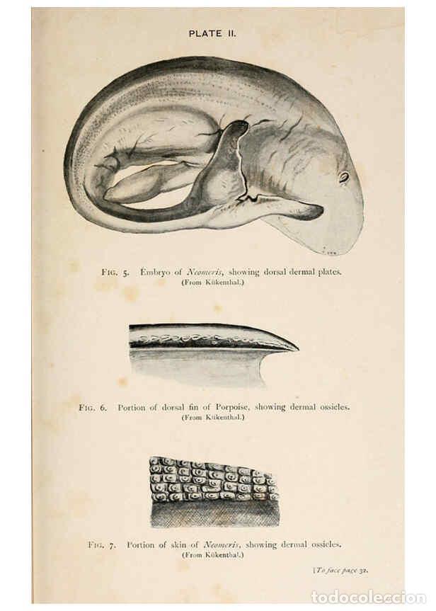 Collezionismo di Riviste e Giornali: Reproducci&oacute;n/Reproduction 6002552980: A book of whales London,J. Murray;1900 - F.E. Beddard