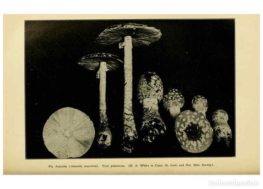 Collezionismo di Riviste e Giornali: Reproducci&oacute;n/Reproduction 6004762101: A manual of poisonous plants Cedar Rapids, Ia. :The Torch Pres