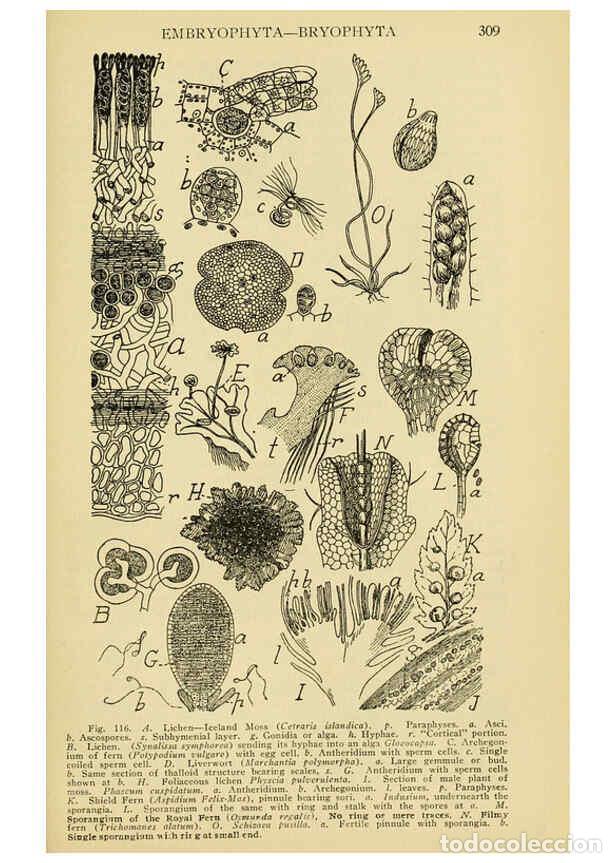 Colecionismo de Revistas e Jornais: Reproducci&oacute;n/Reproduction 6005308698: A manual of poisonous plants Cedar Rapids, Ia. :The Torch Pres