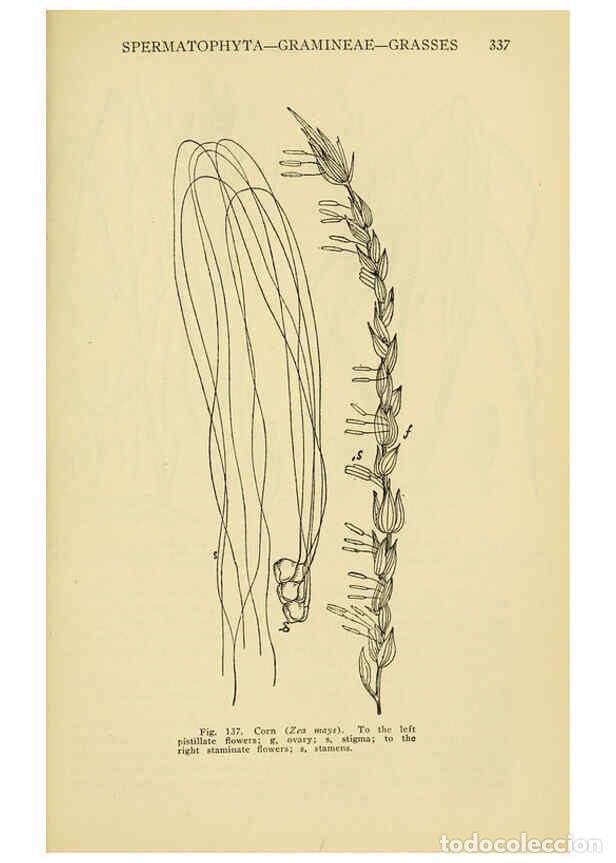 Colecionismo de Revistas e Jornais: Reproducci&oacute;n/Reproduction 6005309838: A manual of poisonous plants Cedar Rapids, Ia. :The Torch Pres