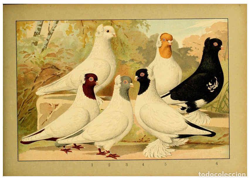 Colecionismo de Revistas e Jornais: Reproducci&oacute;n/Reproduction 6005229820: Illustriertes Prachtwerk s&auml;mtlicher Taubenrassen W&uuml;rzburg,K&ouml;ni