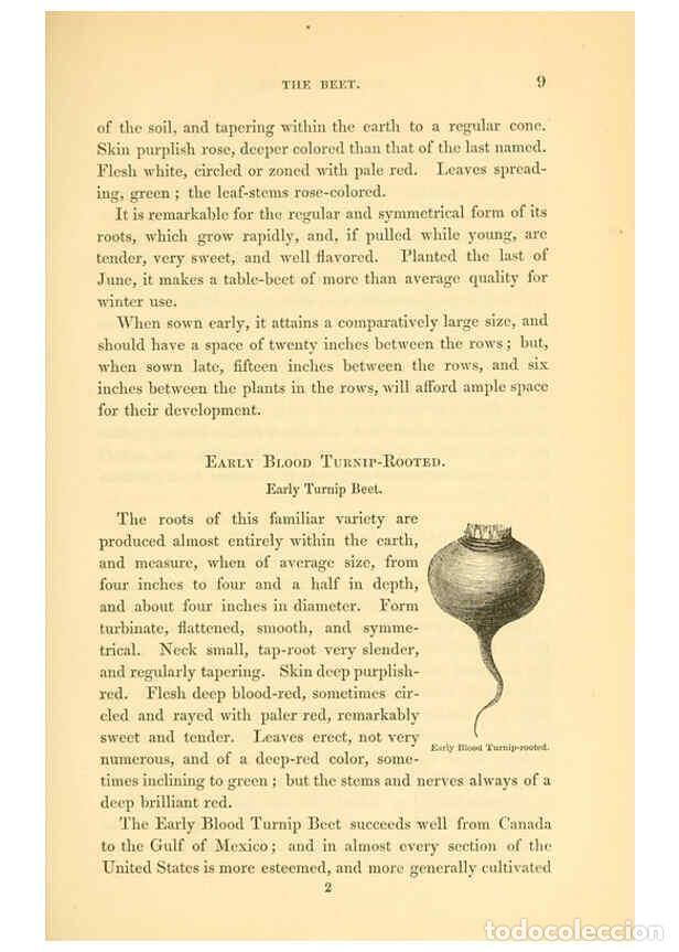Colecionismo de Revistas e Jornais: Reproducci&oacute;n/Reproduction 6002631982: The field and garden vegetables of America Boston,Crosby and N