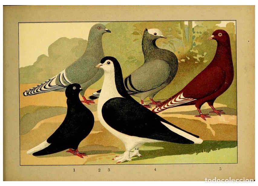 Colecionismo de Revistas e Jornais: Reproducci&oacute;n/Reproduction 6005230580: Illustriertes Prachtwerk s&auml;mtlicher Taubenrassen W&uuml;rzburg,K&ouml;ni