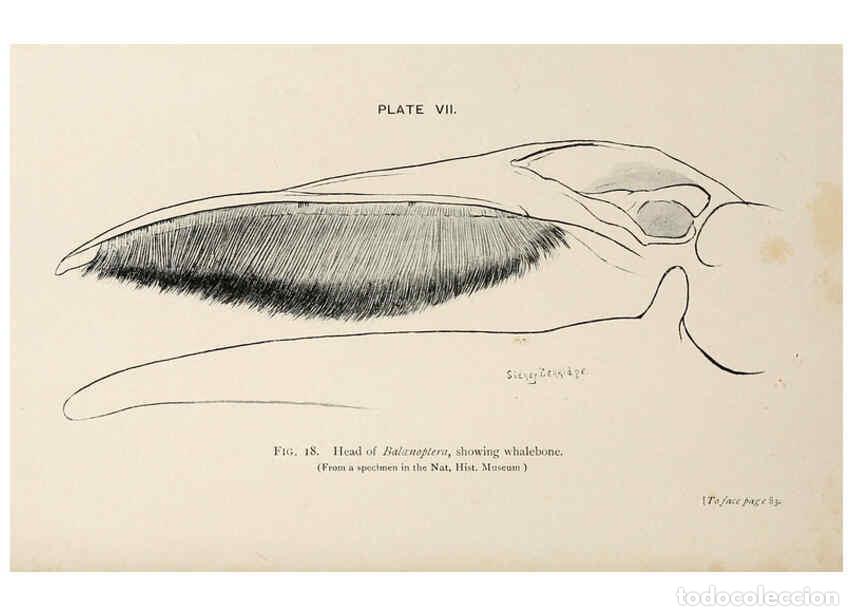 Colecionismo de Revistas e Jornais: Reproducci&oacute;n/Reproduction 6002007979: A book of whales London,J. Murray;1900 - F.E. Beddard