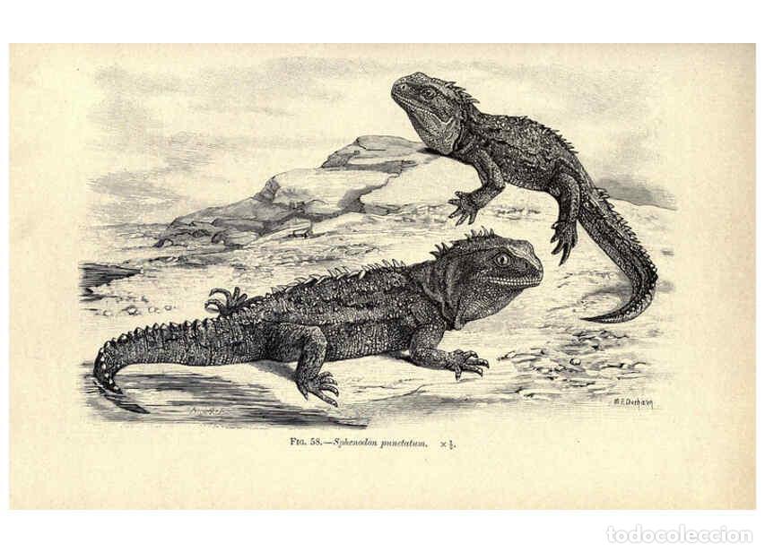 Colecionismo de Revistas e Jornais: Reproducci&oacute;n/Reproduction 6004713281: Amphibia and reptiles London,Macmillan and co., limited,1901 -