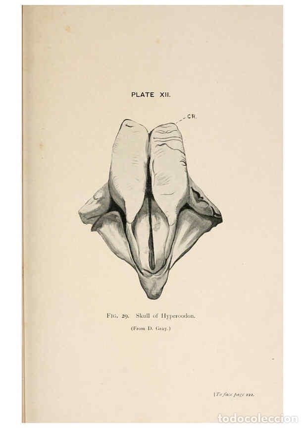 Colecionismo de Revistas e Jornais: Reproducci&oacute;n/Reproduction 6002009655: A book of whales London,J. Murray;1900 - F.E. Beddard