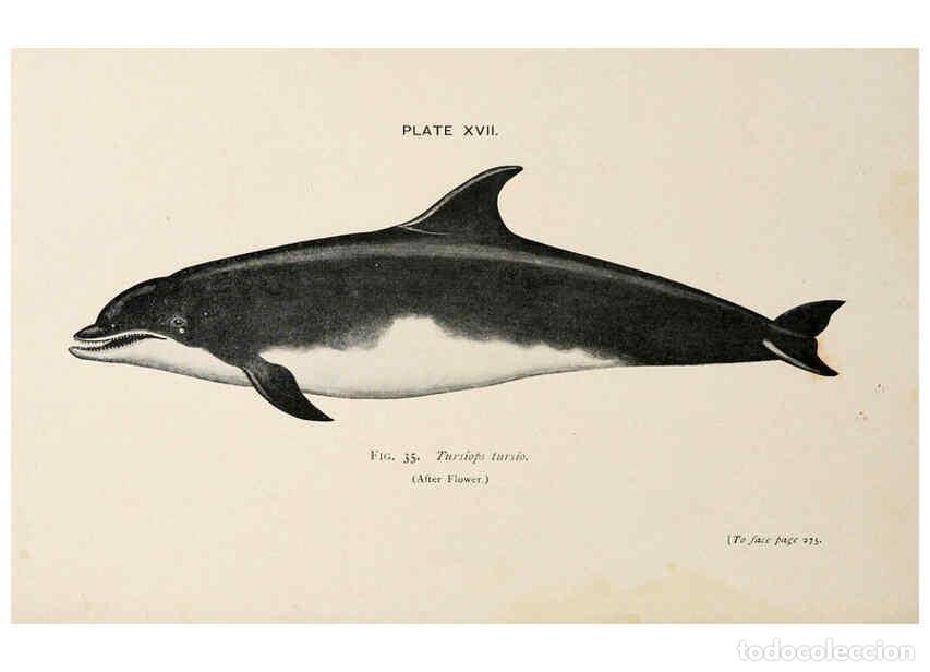 Colecionismo de Revistas e Jornais: Reproducci&oacute;n/Reproduction 6002557894: A book of whales London,J. Murray;1900 - F.E. Beddard