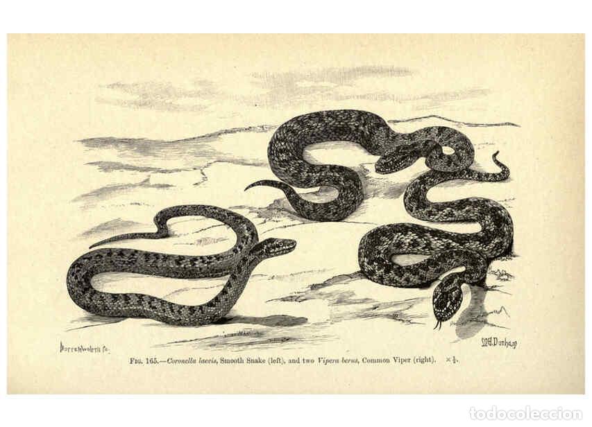 Colecionismo de Revistas e Jornais: Reproducci&oacute;n/Reproduction 6005259938: Amphibia and reptiles London,Macmillan and co., limited,1901 -