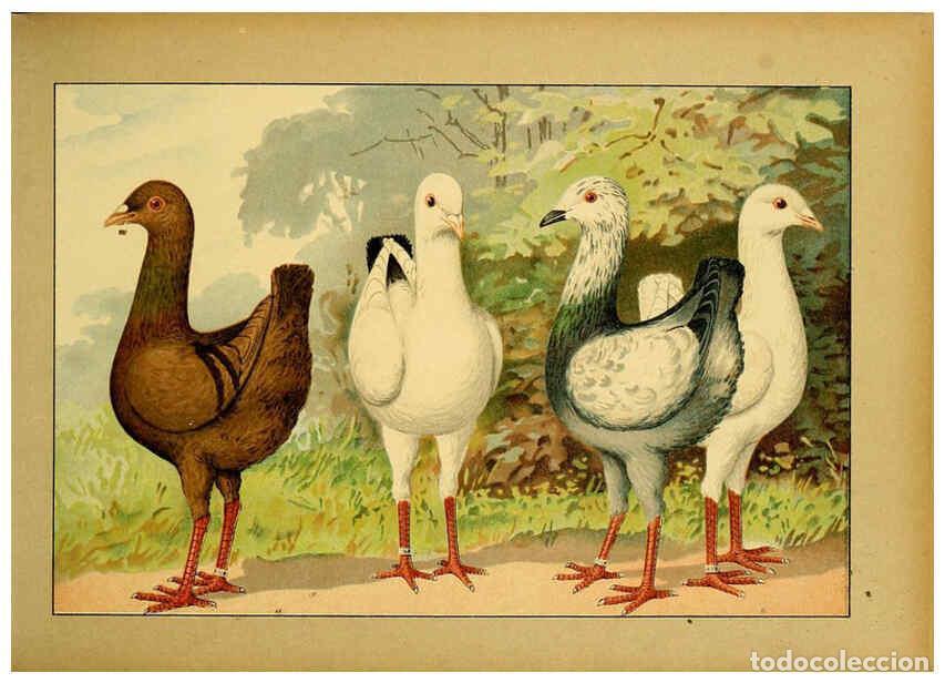 Colecionismo de Revistas e Jornais: Reproducci&oacute;n/Reproduction 6005216534: Illustriertes Prachtwerk s&auml;mtlicher Taubenrassen W&uuml;rzburg,K&ouml;ni