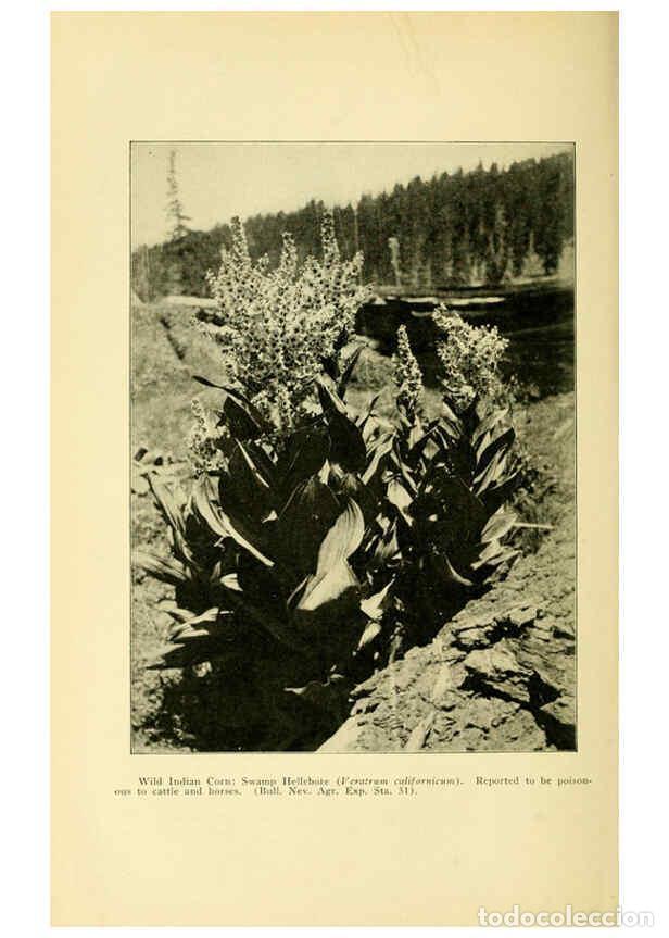 Colecionismo de Revistas e Jornais: Reproducci&oacute;n/Reproduction 6004765107: A manual of poisonous plants Cedar Rapids, Ia. :The Torch Pres