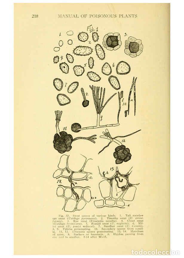 Colecionismo de Revistas e Jornais: Reproducci&oacute;n/Reproduction 6005306744: A manual of poisonous plants Cedar Rapids, Ia. :The Torch Pres