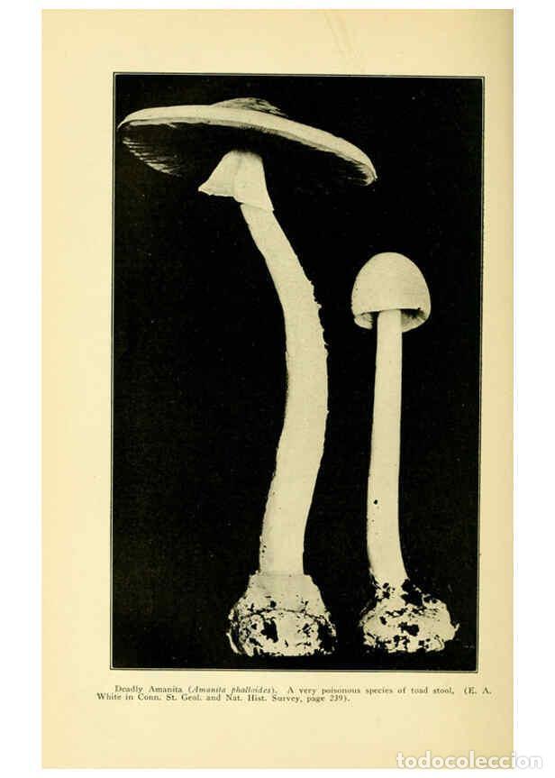 Colecionismo de Revistas e Jornais: Reproducci&oacute;n/Reproduction 6004762359: A manual of poisonous plants Cedar Rapids, Ia. :The Torch Pres