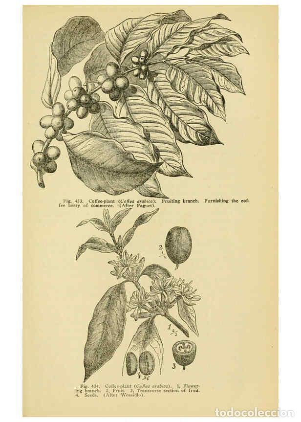 Colecionismo de Revistas e Jornais: Reproducci&oacute;n/Reproduction 6004769627: A manual of poisonous plants Cedar Rapids, Ia. :The Torch Pres