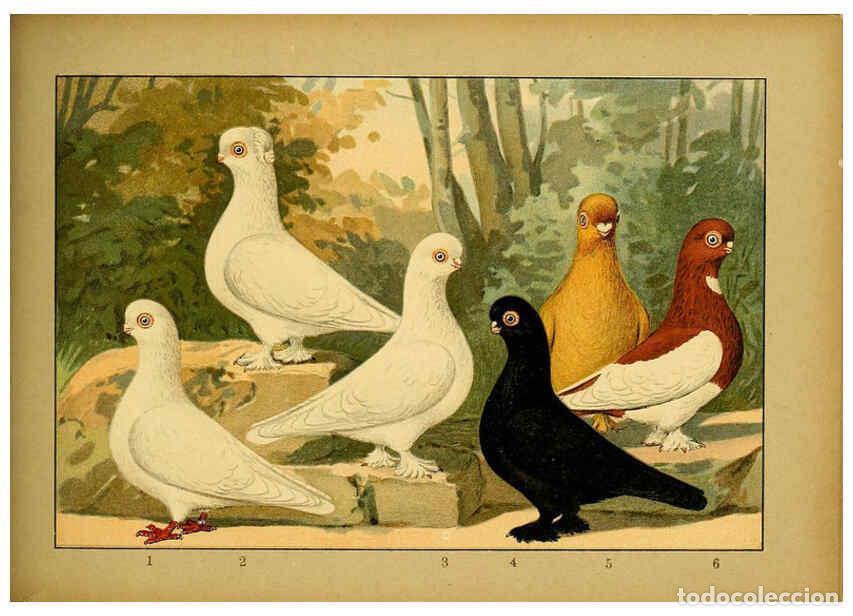 Colecionismo de Revistas e Jornais: Reproducci&oacute;n/Reproduction 6004684129: Illustriertes Prachtwerk s&auml;mtlicher Taubenrassen W&uuml;rzburg,K&ouml;ni