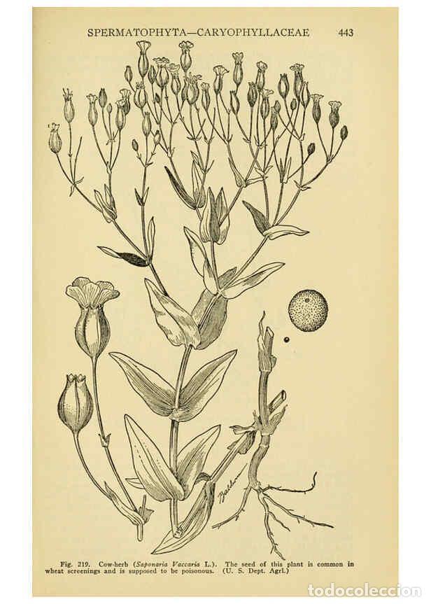 Colecionismo de Revistas e Jornais: Reproducci&oacute;n/Reproduction 6004766223: A manual of poisonous plants Cedar Rapids, Ia. :The Torch Pres