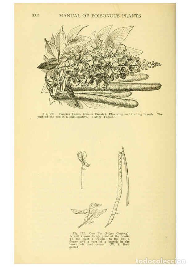Colecionismo de Revistas e Jornais: Reproducci&oacute;n/Reproduction 6005312710: A manual of poisonous plants Cedar Rapids, Ia. :The Torch Pres