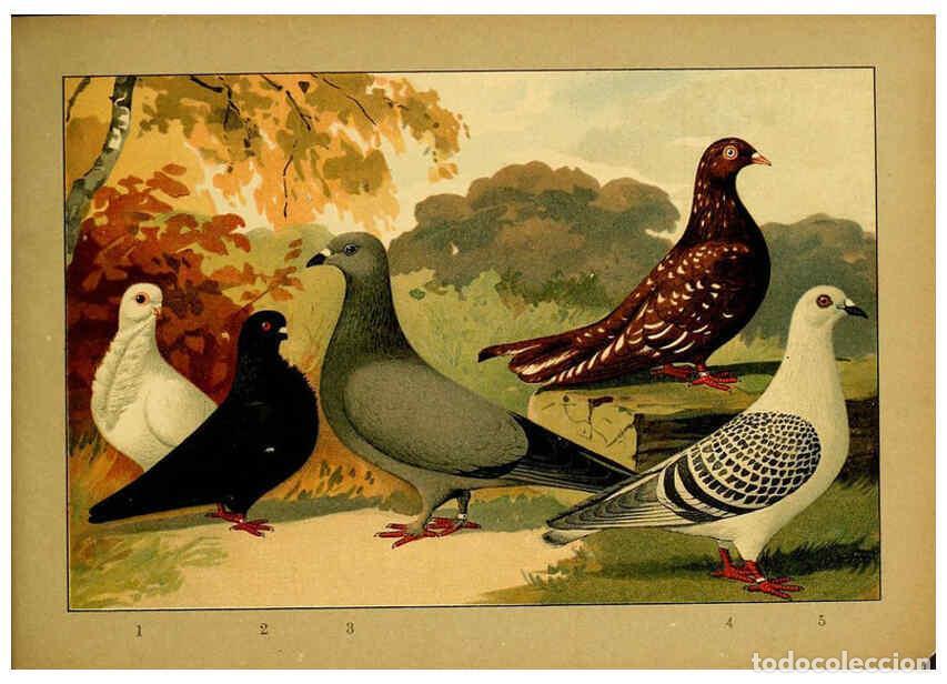 Colecionismo de Revistas e Jornais: Reproducci&oacute;n/Reproduction 6004684825: Illustriertes Prachtwerk s&auml;mtlicher Taubenrassen W&uuml;rzburg,K&ouml;ni