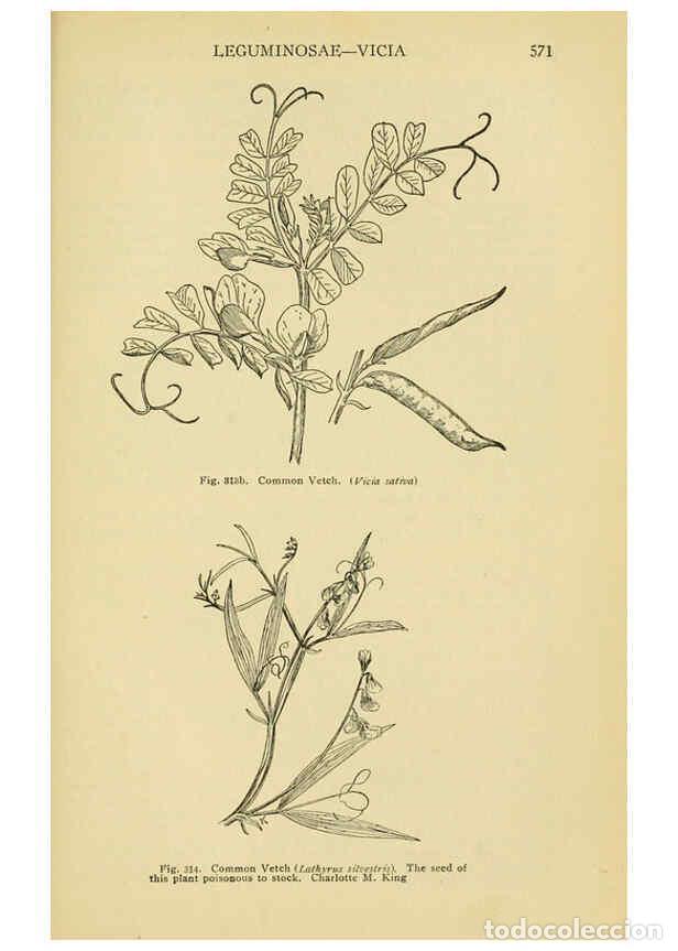 Colecionismo de Revistas e Jornais: Reproducci&oacute;n/Reproduction 6004768245: A manual of poisonous plants Cedar Rapids, Ia. :The Torch Pres