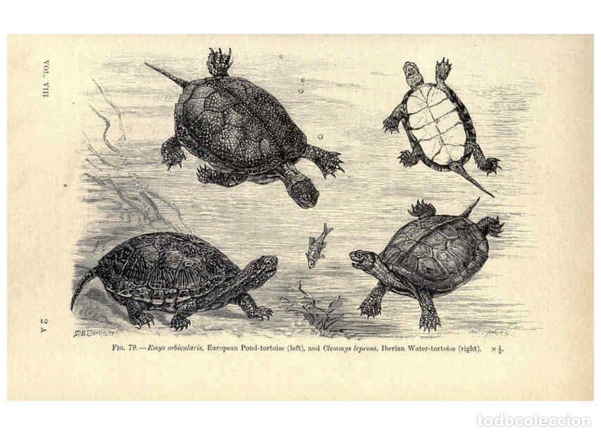 Colecionismo de Revistas e Jornais: Reproducci&oacute;n/Reproduction 6004713417: Amphibia and reptiles London,Macmillan and co., limited,1901 -