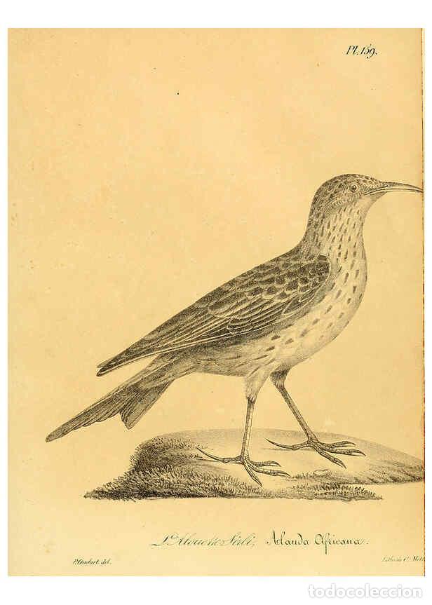 Colecionismo de Revistas e Jornais: Reproducci&oacute;n/Reproduction 6002503670: La galerie des oiseaux Paris :Carpentier-M&eacute;ricourt,1834 - Loui