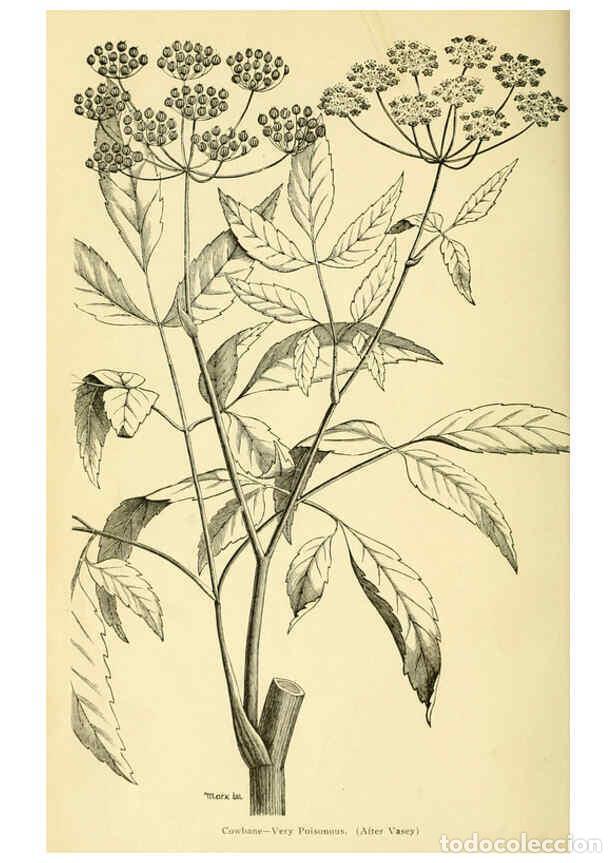 Colecionismo de Revistas e Jornais: Reproducci&oacute;n/Reproduction 6005305208: A manual of poisonous plants Cedar Rapids, Ia. :The Torch Pres