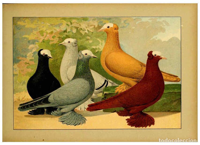 Colecionismo de Revistas e Jornais: Reproducci&oacute;n/Reproduction 6004675007: Illustriertes Prachtwerk s&auml;mtlicher Taubenrassen W&uuml;rzburg,K&ouml;ni