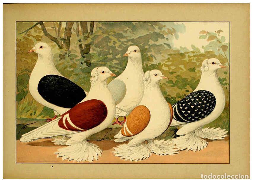 Colecionismo de Revistas e Jornais: Reproducci&oacute;n/Reproduction 6005221638: Illustriertes Prachtwerk s&auml;mtlicher Taubenrassen W&uuml;rzburg,K&ouml;ni