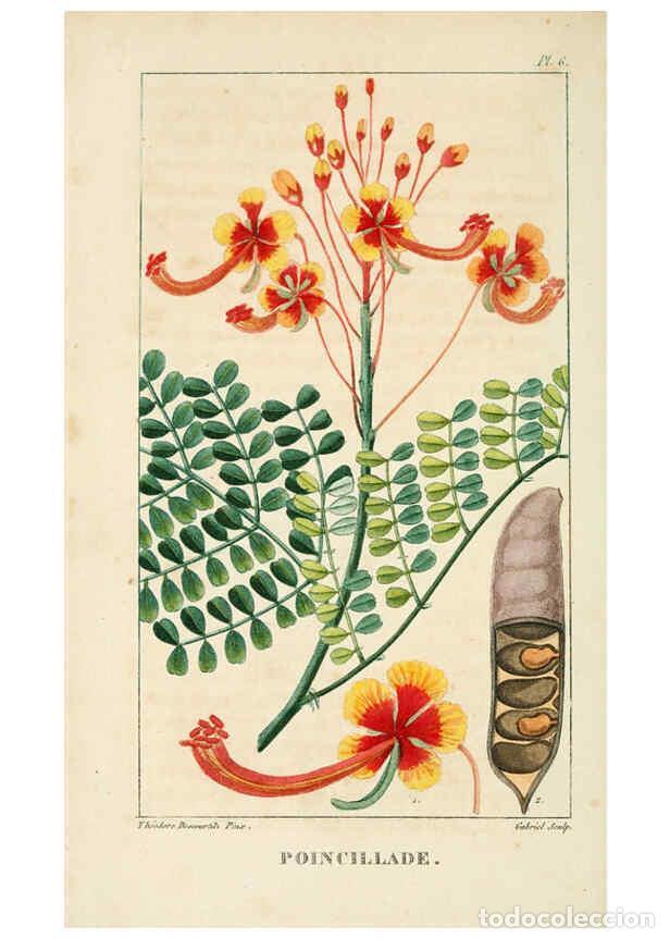 Colecionismo de Revistas e Jornais: Reproducci&oacute;n/Reproduction 6004844265: Flore pittoresque et m&eacute;dicale des Antilles v.1 Paris Pichard,1