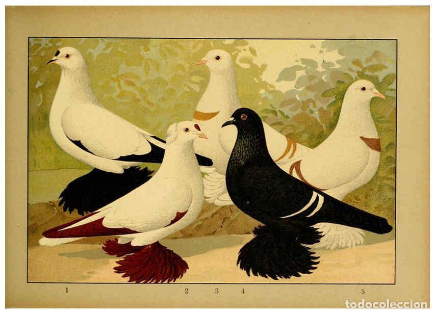 Colecionismo de Revistas e Jornais: Reproducci&oacute;n/Reproduction 6004676483: Illustriertes Prachtwerk s&auml;mtlicher Taubenrassen W&uuml;rzburg,K&ouml;ni