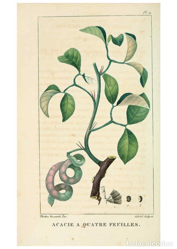 Colecionismo de Revistas e Jornais: Reproducci&oacute;n/Reproduction 6005390294: Flore pittoresque et m&eacute;dicale des Antilles v.1 Paris Pichard,1