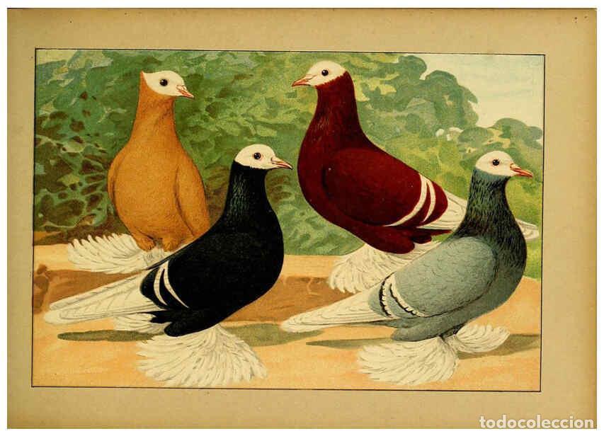 Colecionismo de Revistas e Jornais: Reproducci&oacute;n/Reproduction 6004674511: Illustriertes Prachtwerk s&auml;mtlicher Taubenrassen W&uuml;rzburg,K&ouml;ni