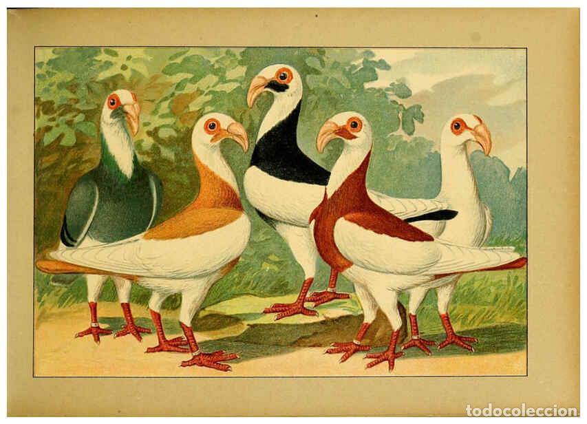 Colecionismo de Revistas e Jornais: Reproducci&oacute;n/Reproduction 6004671421: Illustriertes Prachtwerk s&auml;mtlicher Taubenrassen W&uuml;rzburg,K&ouml;ni