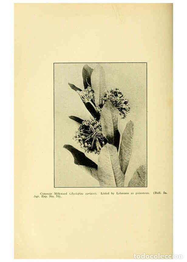 Colecionismo de Revistas e Jornais: Reproducci&oacute;n/Reproduction 6004769217: A manual of poisonous plants Cedar Rapids, Ia. :The Torch Pres