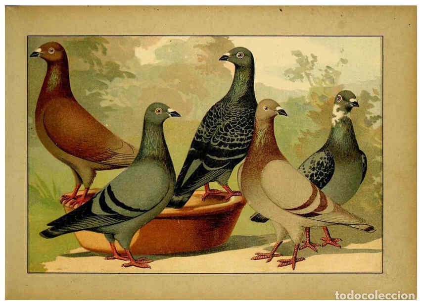 Colecionismo de Revistas e Jornais: Reproducci&oacute;n/Reproduction 6004672243: Illustriertes Prachtwerk s&auml;mtlicher Taubenrassen W&uuml;rzburg,K&ouml;ni