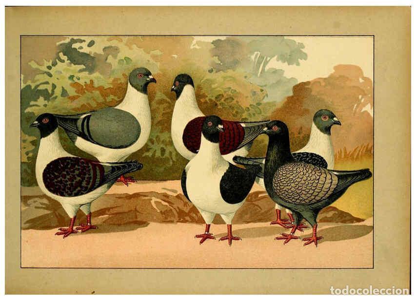 Colecionismo de Revistas e Jornais: Reproducci&oacute;n/Reproduction 6005219014: Illustriertes Prachtwerk s&auml;mtlicher Taubenrassen W&uuml;rzburg,K&ouml;ni