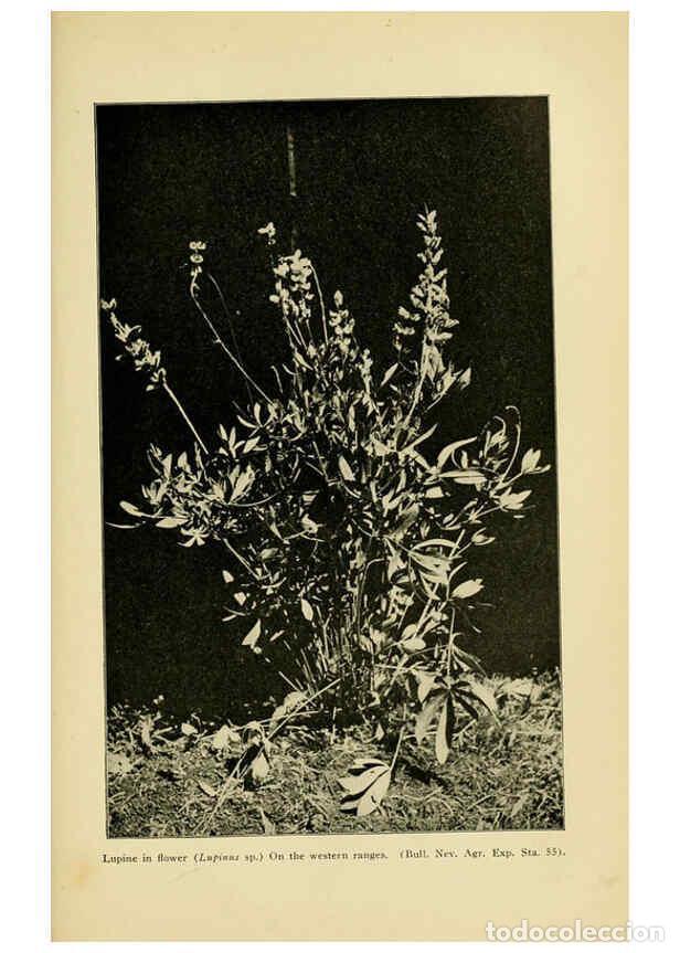 Colecionismo de Revistas e Jornais: Reproducci&oacute;n/Reproduction 6005312932: A manual of poisonous plants Cedar Rapids, Ia. :The Torch Pres