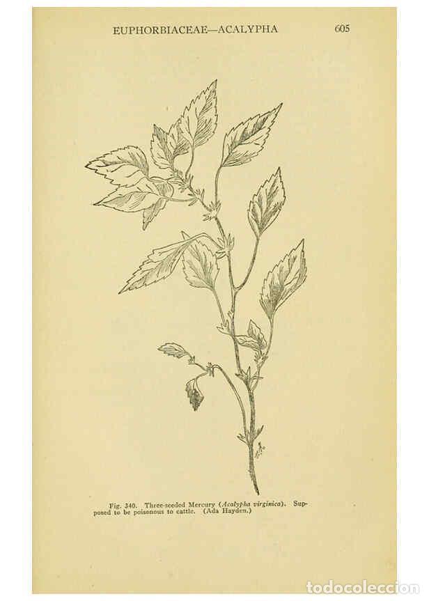 Colecionismo de Revistas e Jornais: Reproducci&oacute;n/Reproduction 6005313986: A manual of poisonous plants Cedar Rapids, Ia. :The Torch Pres