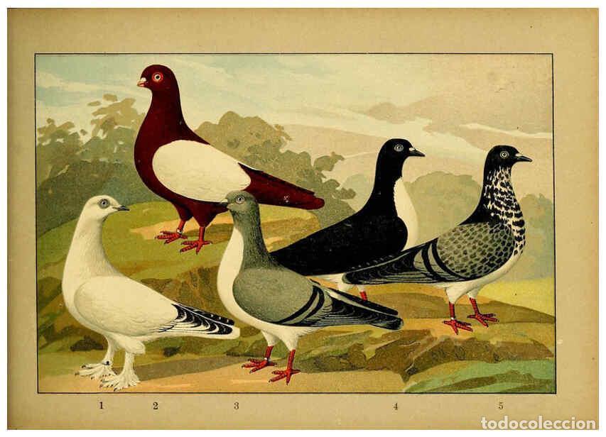 Colecionismo de Revistas e Jornais: Reproducci&oacute;n/Reproduction 6005229568: Illustriertes Prachtwerk s&auml;mtlicher Taubenrassen W&uuml;rzburg,K&ouml;ni