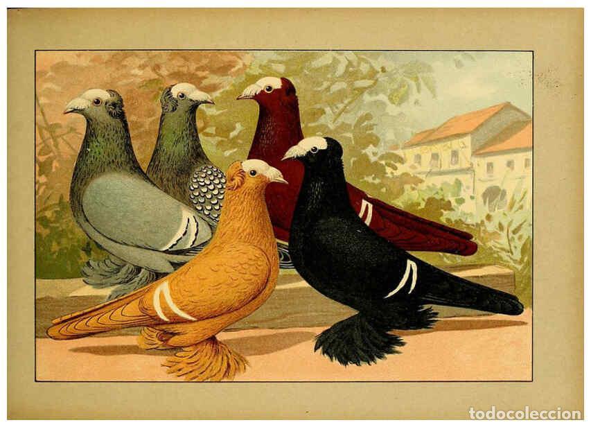 Colecionismo de Revistas e Jornais: Reproducci&oacute;n/Reproduction 6005221098: Illustriertes Prachtwerk s&auml;mtlicher Taubenrassen W&uuml;rzburg,K&ouml;ni