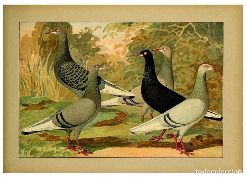 Colecionismo de Revistas e Jornais: Reproducci&oacute;n/Reproduction 6004681657: Illustriertes Prachtwerk s&auml;mtlicher Taubenrassen W&uuml;rzburg,K&ouml;ni