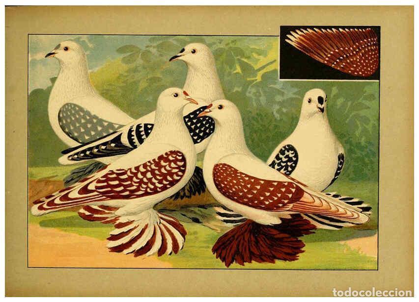 Colecionismo de Revistas e Jornais: Reproducci&oacute;n/Reproduction 6004675823: Illustriertes Prachtwerk s&auml;mtlicher Taubenrassen W&uuml;rzburg,K&ouml;ni