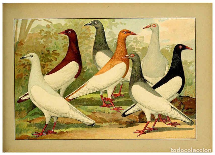 Colecionismo de Revistas e Jornais: Reproducci&oacute;n/Reproduction 6005228268: Illustriertes Prachtwerk s&auml;mtlicher Taubenrassen W&uuml;rzburg,K&ouml;ni