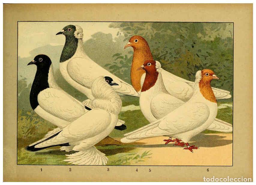 Colecionismo de Revistas e Jornais: Reproducci&oacute;n/Reproduction 6004676629: Illustriertes Prachtwerk s&auml;mtlicher Taubenrassen W&uuml;rzburg,K&ouml;ni