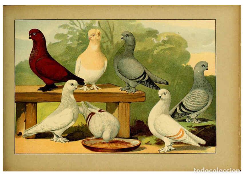 Colecionismo de Revistas e Jornais: Reproducci&oacute;n/Reproduction 6005229038: Illustriertes Prachtwerk s&auml;mtlicher Taubenrassen W&uuml;rzburg,K&ouml;ni