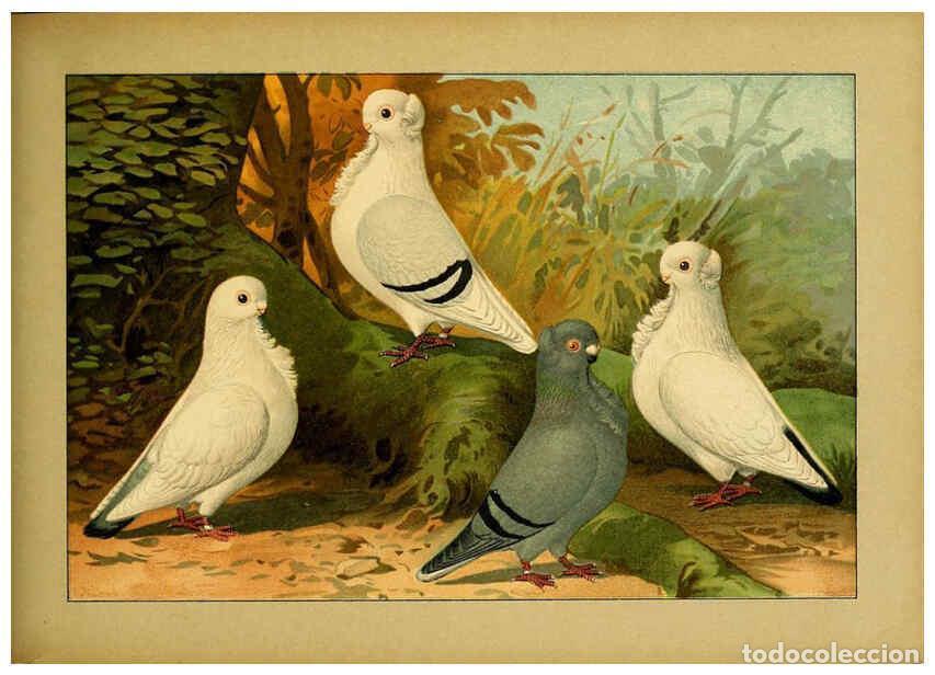 Colecionismo de Revistas e Jornais: Reproducci&oacute;n/Reproduction 6004680317: Illustriertes Prachtwerk s&auml;mtlicher Taubenrassen W&uuml;rzburg,K&ouml;ni