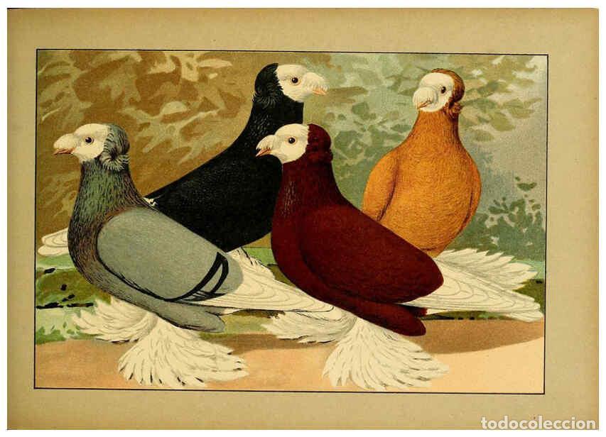 Colecionismo de Revistas e Jornais: Reproducci&oacute;n/Reproduction 6005223202: Illustriertes Prachtwerk s&auml;mtlicher Taubenrassen W&uuml;rzburg,K&ouml;ni